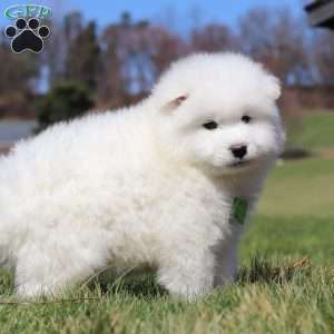 Leo, Samoyed Puppy